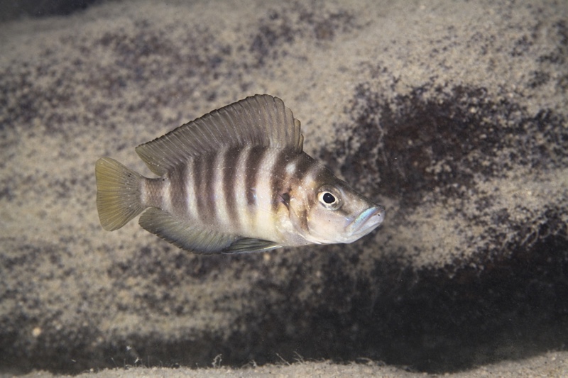 Altolamprologus sp. 'compressiceps shell' Cape Kachese